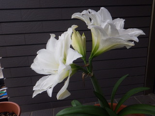 RIMG9628.JPG